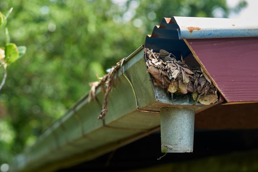 Clogged gutter